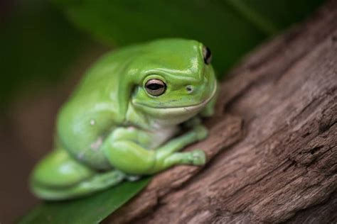 pictures of frogs cute|cute pictures of anama frog.